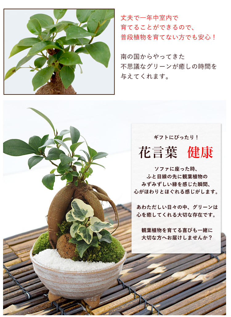 選べる創作盆栽 ガジュマル 多幸の木 睡蓮木 くちなしの盆栽 6 29 7 31まで指定可 フラワーマーケット花由公式サイト