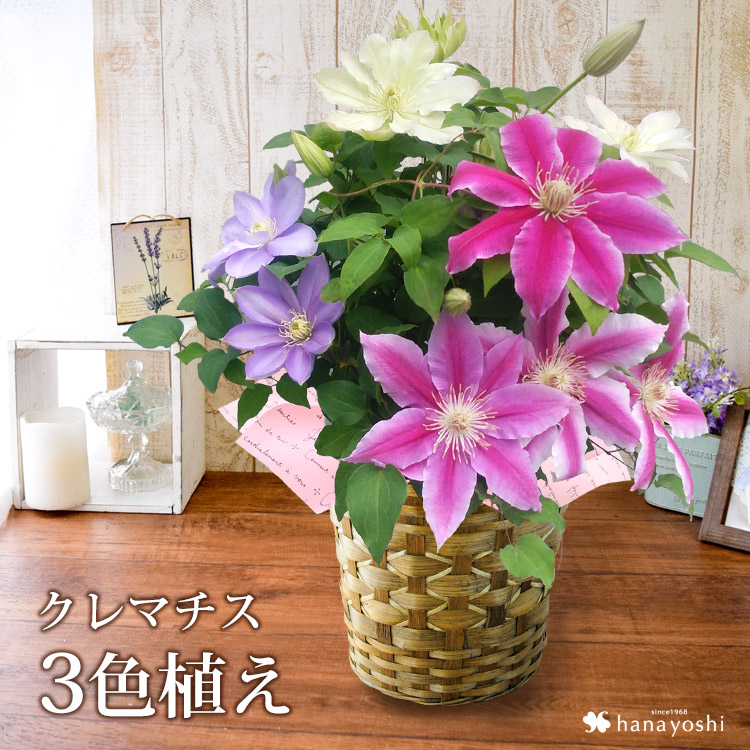 母の日 22 人気の豪華な鉢植え 3色植えクレマチス 5 3 5 8の間にお届け フラワーマーケット花由公式サイト