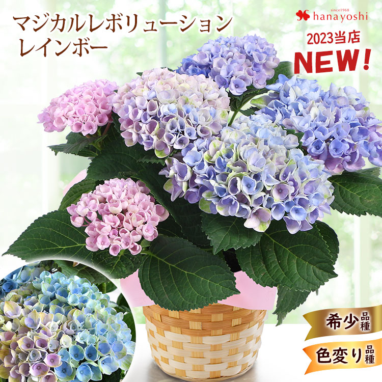 正規逆輸入品 まつのり様専用 紫陽花 新品種 スズキ農園 リボーン