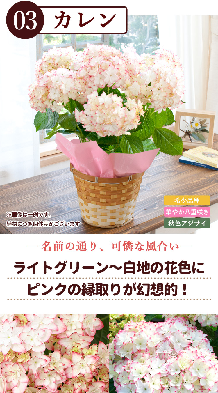 ぽんぽん様専用紫陽花 アジサイ 大栄花園５号4種類セットヘブンクロワ 