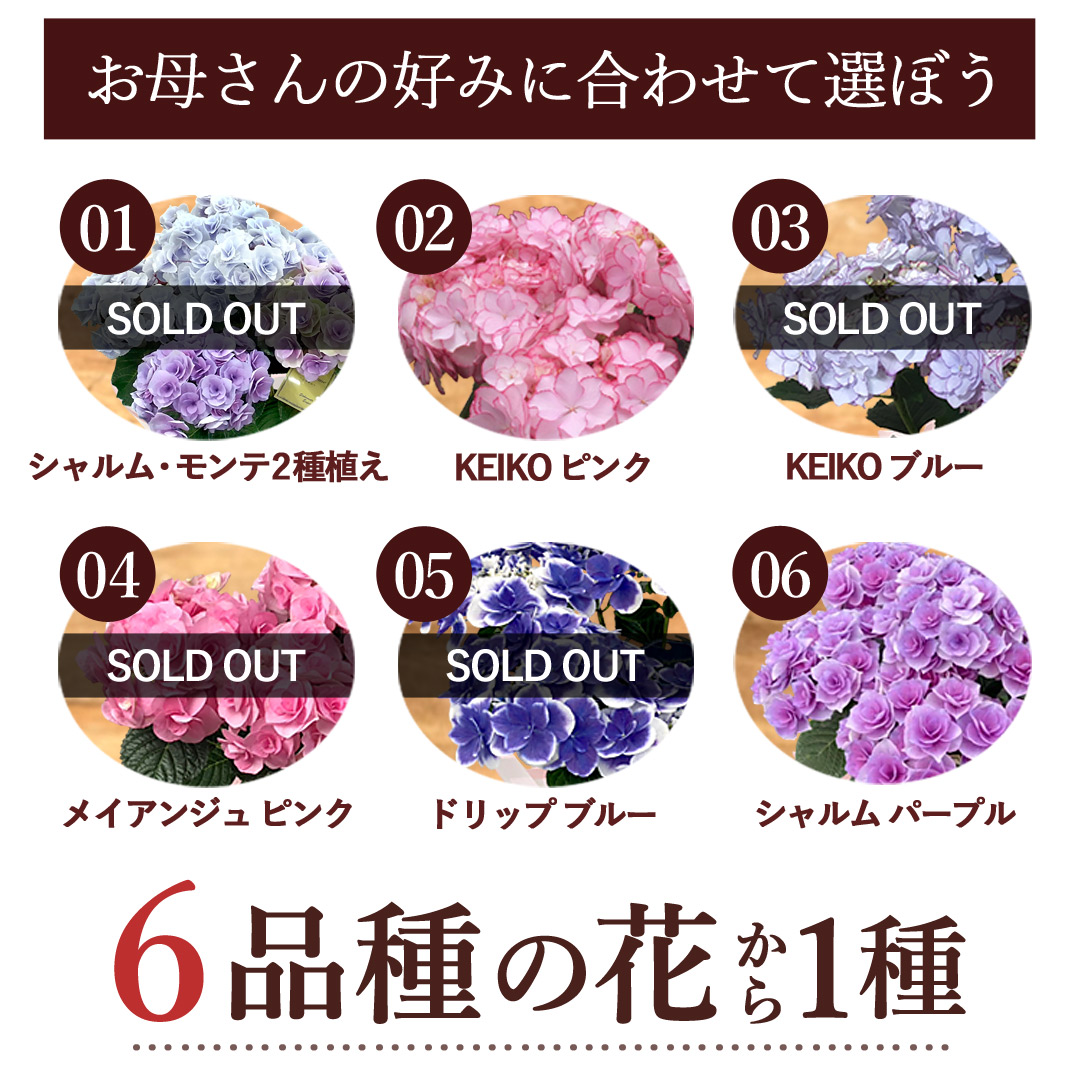 まだ間に合う ※一部地域を除く 母の日 2026 希少品種 さかもと園芸