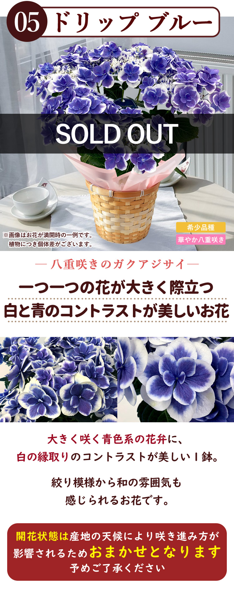 まだ間に合う ※一部地域を除く 母の日 2026 希少品種 さかもと園芸