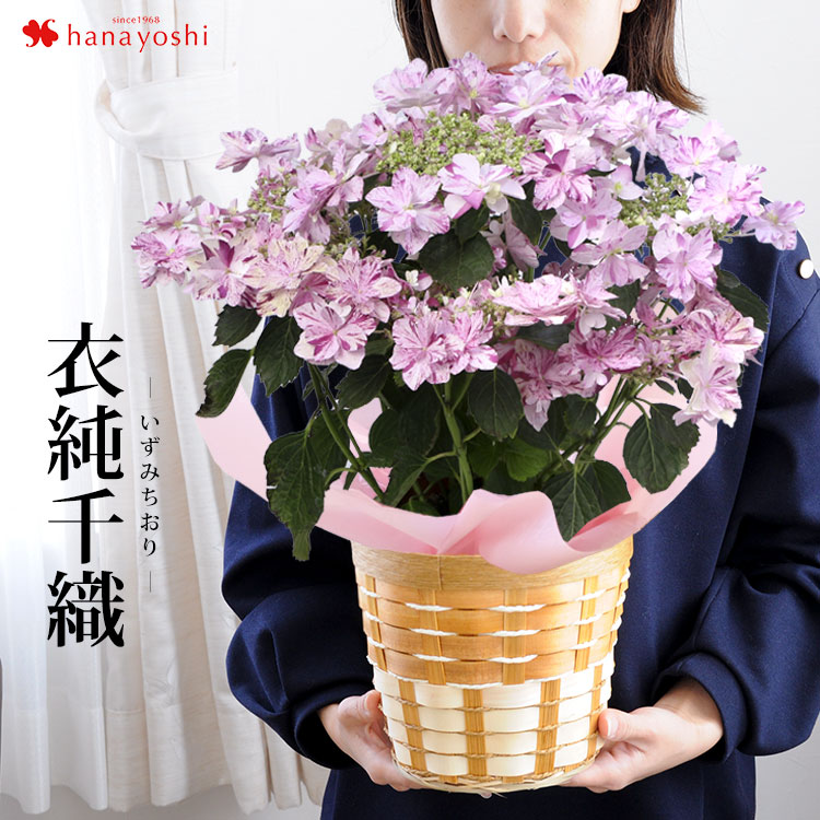 母の日 ギフト 花 プレゼント 21 送料無料 花 母の日 アジサイ 選べる2色 衣純千織 いずみちおり ５号 Inバスケット 数量限定 新品種 あじさい 鉢植え 鉢 紫陽花 フラワーマーケット花由公式サイト