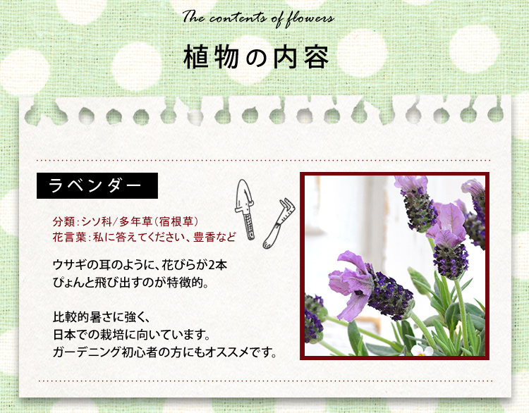 母の日 21 母の日限定の寄せ植え キャンプガーデン 5 4 5 9の間にお届け 花 鉢 花鉢 鉢花 プレゼント ギフト フラワーマーケット花由公式サイト