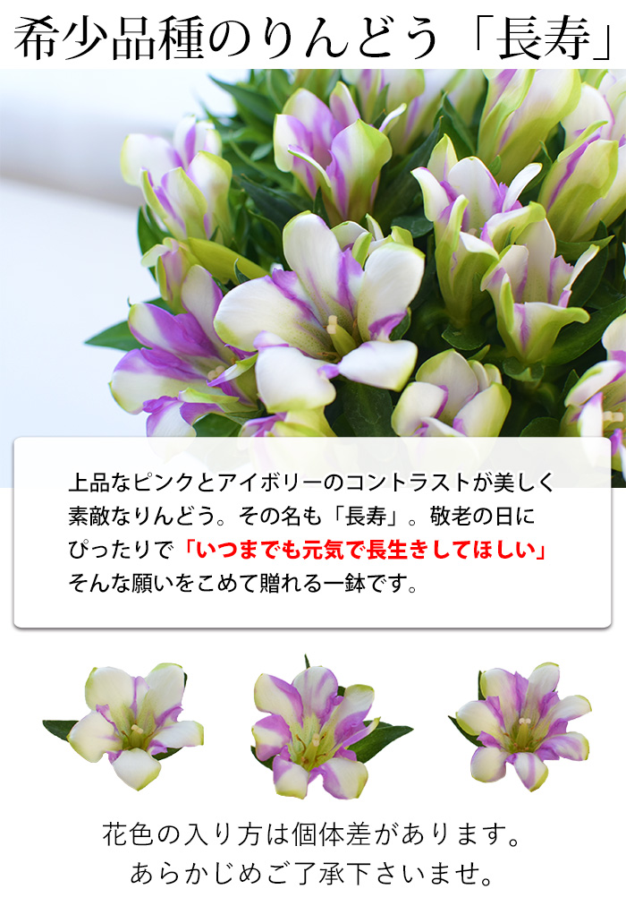 敬老の日 ギフト 花 送料無料 秋のお花りんどうの鉢植え 白寿か長寿から選べます 5号鉢 フラワーマーケット花由公式サイト