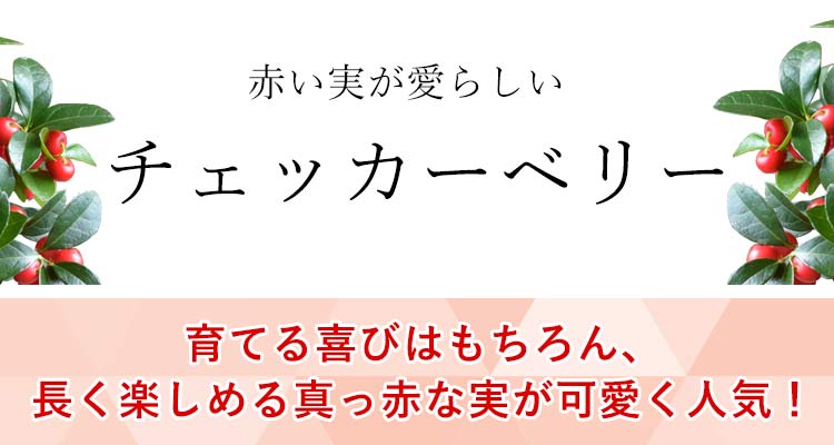 送料無料 敬老の日 見て楽しむ 鉢花ギフト チェッカーベリー 5号鉢 フラワーマーケット花由公式サイト