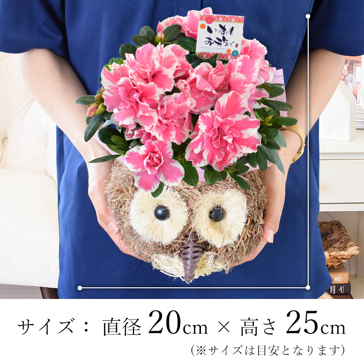 敬老の日 花 ギフト アザレア Inふくろうバスケット 5号鉢 フラワーマーケット花由公式サイト