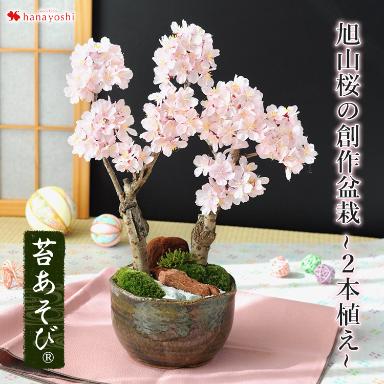 12時迄の受付で即日発送 桜 盆栽 さくら咲く 花芽付 ～南殿桜の創作