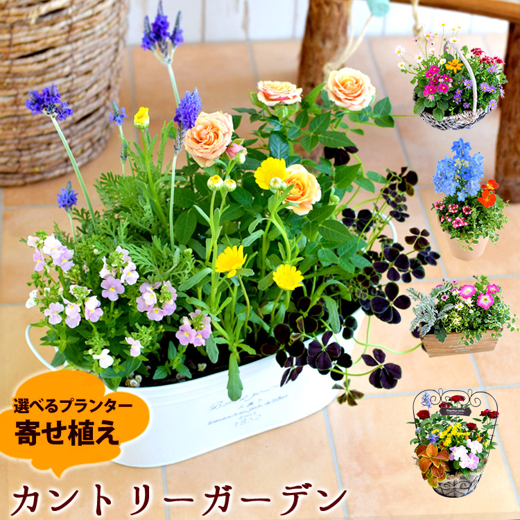 送料無料 寄せ植え ギフト】プランターが選べる♪季節のおまかせカントリーガーデン～旬のお花をたっぷり寄せ植え！ | フラワーマーケット花由公式サイト