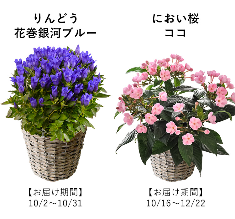 送料無料 花由厳選 選べる季節の鉢花 バスケット付 つぼみがちな状態でお届け プレゼント 花 誕生日 お歳暮 結婚祝い フラワーマーケット花由公式サイト