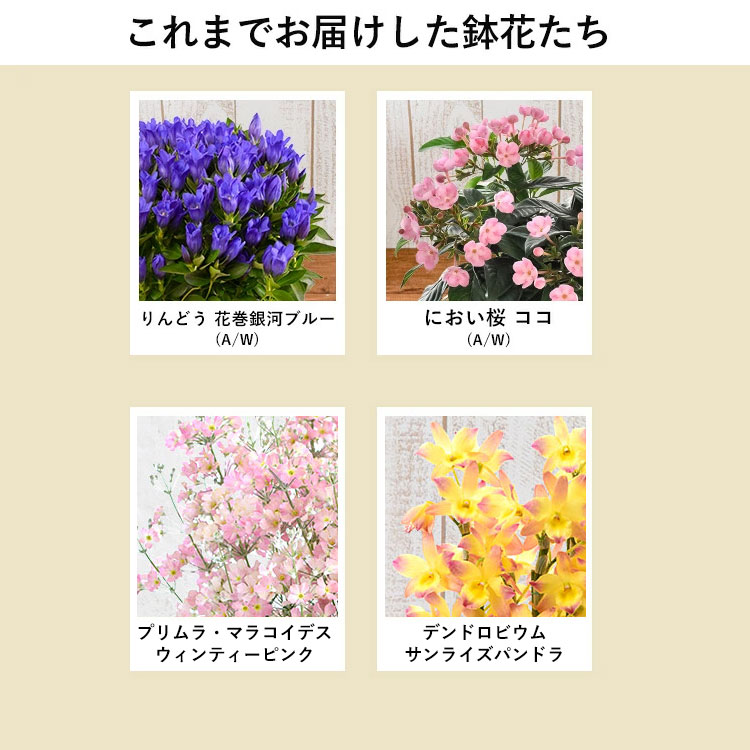 送料無料 におい桜 ココ 5号鉢 鉢植え バスケット付 つぼみがちな状態でお届け 10月15日 12月22日までの間でお届け フラワーマーケット花由公式サイト