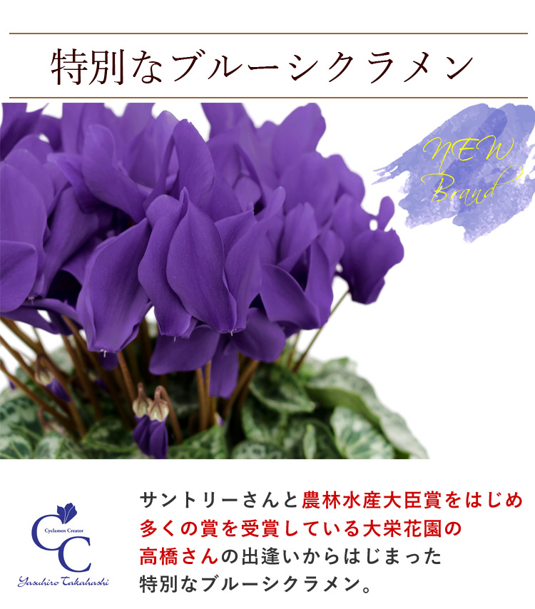 大栄花園 ブルーシクラメン 5号鉢 バスケット付 フラワーマーケット花由公式サイト