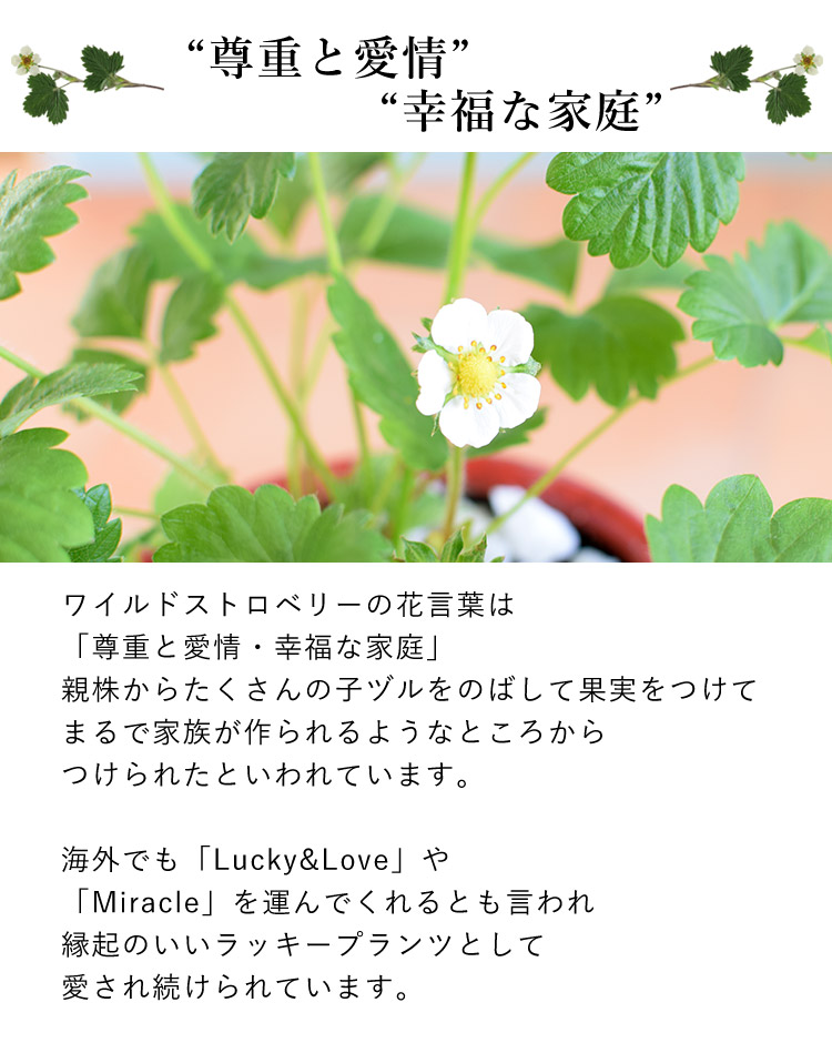 幸せ訪れる ワイルドストロベリー 鉢植え フラワーマーケット花由公式サイト