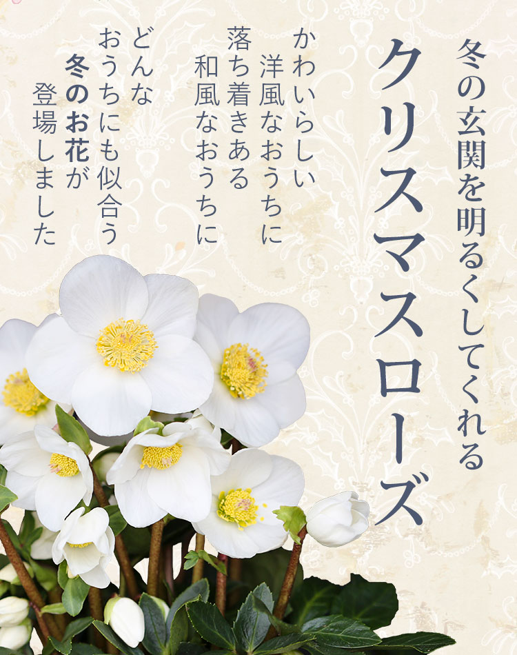 クリスマスローズ ニゲル 鉢植え 11月26日 12月24日の間でお届け 寒冷地へのお届けは不可 フラワーマーケット花由公式サイト