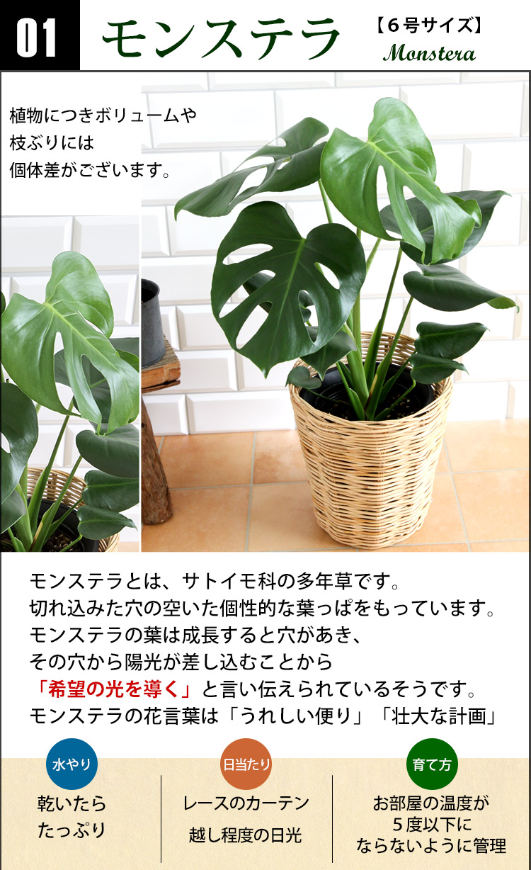 鉢カバー付き 選べる観葉植物 Mサイズ モンステラ サンスベリア ストレリチア アレカヤシ フラワーマーケット花由公式サイト