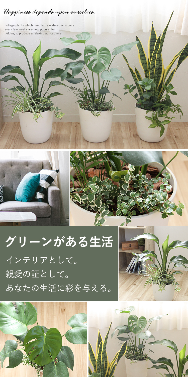 選べる観葉植物の寄せ植え 人気の3種 モンステラ サンスベリア ストレリチア 育てやすい インテリアグリーン フラワーマーケット花由公式サイト