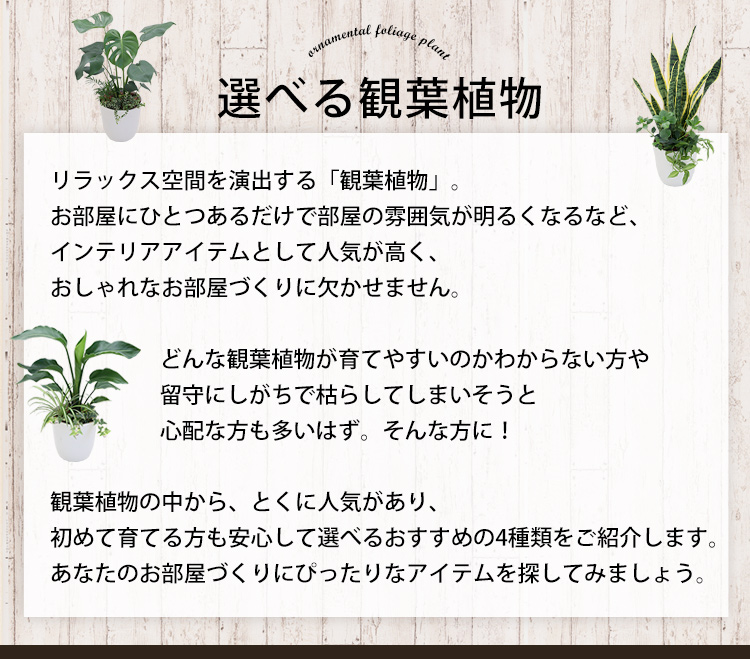 選べる観葉植物の寄せ植え 人気の3種 モンステラ サンスベリア ストレリチア 育てやすい インテリアグリーン フラワーマーケット花由公式サイト