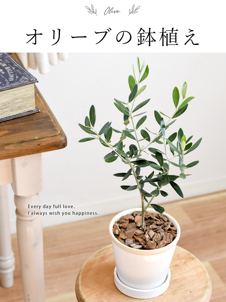 オリーブの木 - 植物/観葉植物