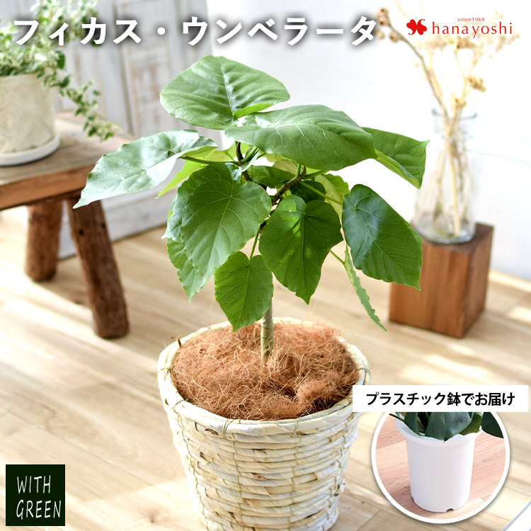 フィカス・ウンベラータ 鉢植え 育てやすい グリーン 観葉植物 インテリアグリーン ＜プラスチック鉢でお届け＞