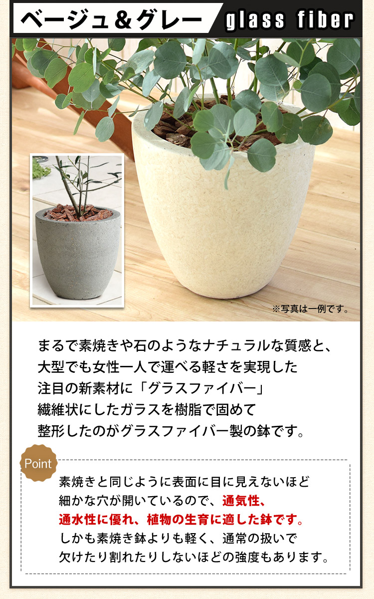 ユーカリ・ポポラス＆選べるデザイン鉢仕立て 鉢植え 観葉植物 フラワーマーケット花由公式サイト