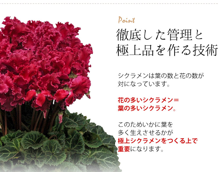 大栄花園 極シクラメン 5号 11 27 12 届けまで フラワーマーケット花由公式サイト