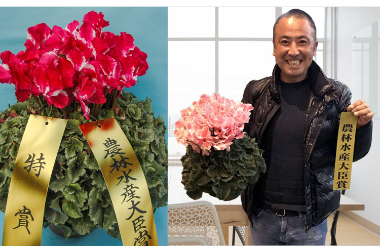 大栄花園 極シクラメン 5号 11 27 12 届けまで フラワーマーケット花由公式サイト