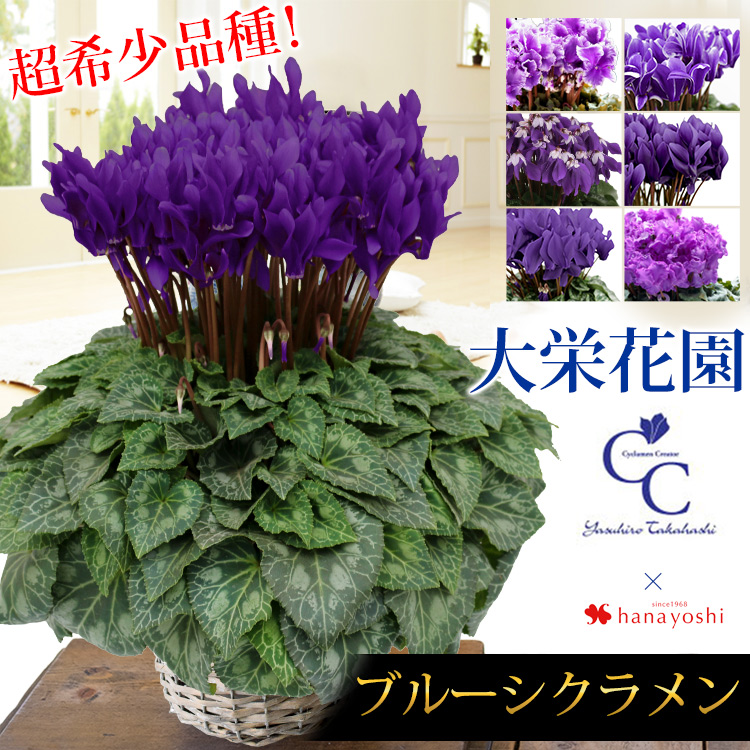 冬の花贈り ウィンターギフト フラワーマーケット花由公式サイト