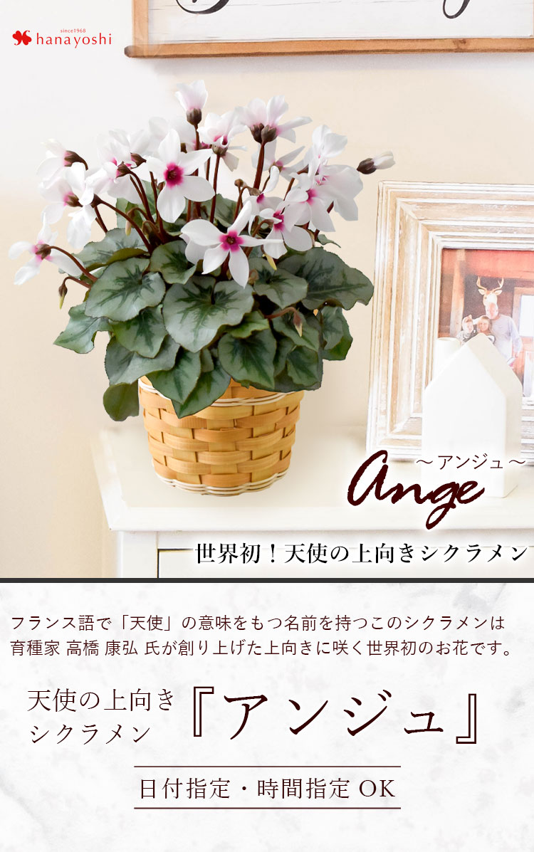 世界初 大栄花園の 上向きシクラメン Ange アンジュ 11月日 12月3日のお届け フラワーマーケット花由公式サイト