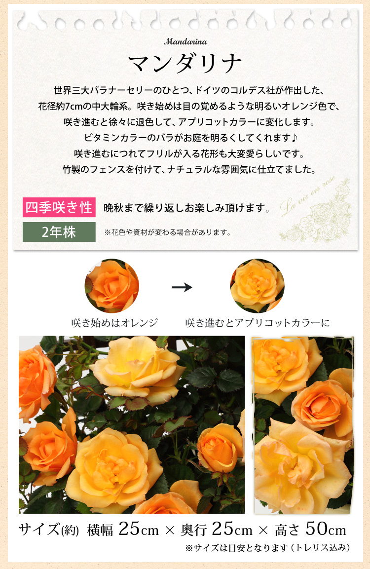 低価格 ミニバラ ローゼスｓ バラの鉢植え 花色が選べる 誕生日 お祝い プレゼント 送料無料 育て方 種類