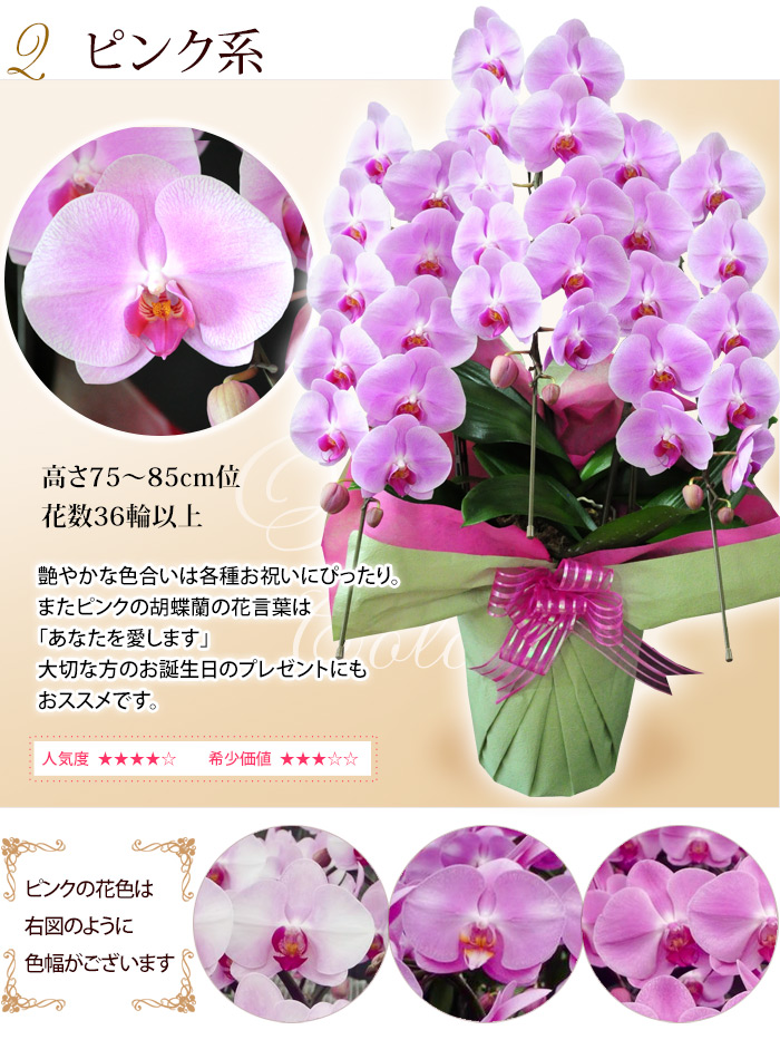 送料無料 産地直送 ヒカルオーキッドさんの選べる胡蝶蘭 コチョウラン 洋蘭 大輪 ３本立ち ３６輪以上プレミアムクラス フラワーマーケット花由公式サイト