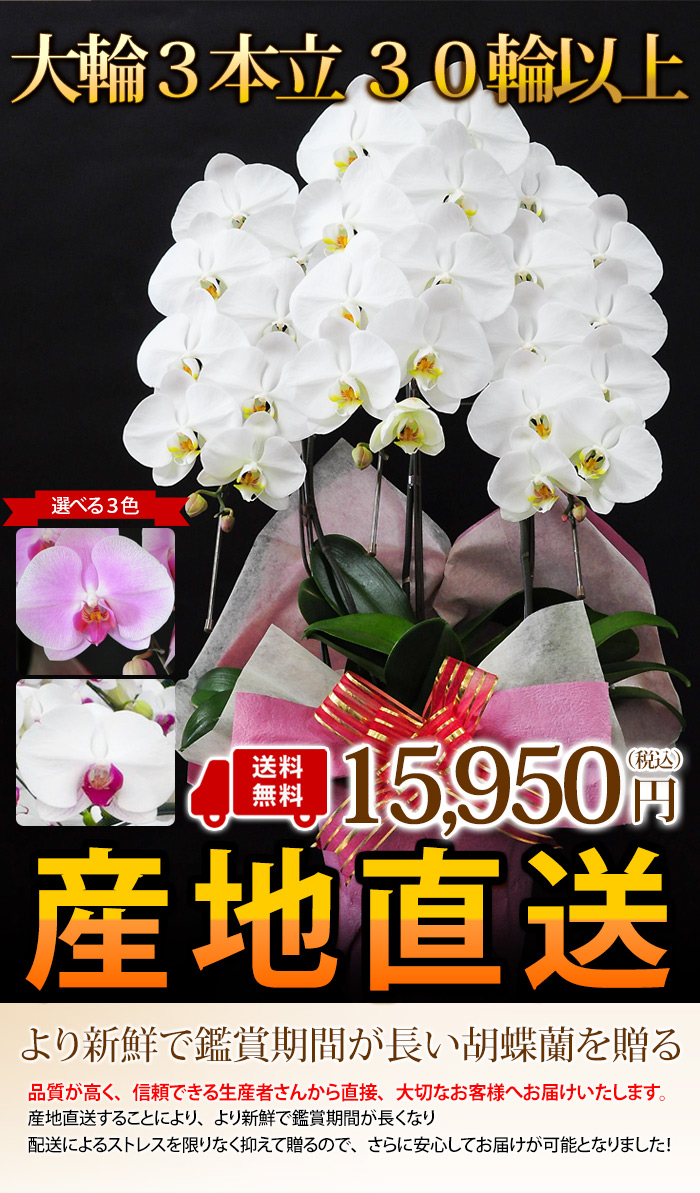 送料無料 産地直送 ヒカルオーキッドさんの選べる胡蝶蘭 コチョウラン 洋蘭 大輪 ３本立ち ３０輪以上 フラワーマーケット花由公式サイト