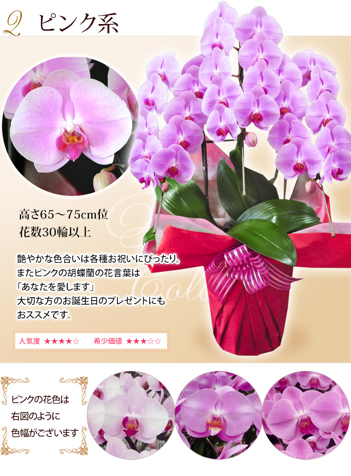 超特価激安 送料無料 産地直送 ヒカルオーキッドさんの 選べる胡蝶蘭 コチョウラン 洋蘭 大輪 ３本立ち ３０輪以上 生花 開店祝い 開業祝い 周年 進化版 Carlavista Com