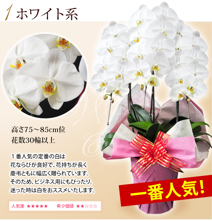 送料無料 産地直送 ヒカルオーキッドさんの選べる胡蝶蘭 コチョウラン 洋蘭 大輪 ３本立ち ３０輪以上 フラワーマーケット花由公式サイト