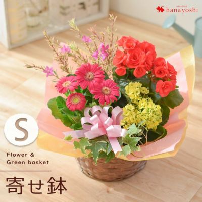 送料無料 季節のおまかせ花鉢とグリーンの寄せ入れ Sサイズ フラワーバスケット