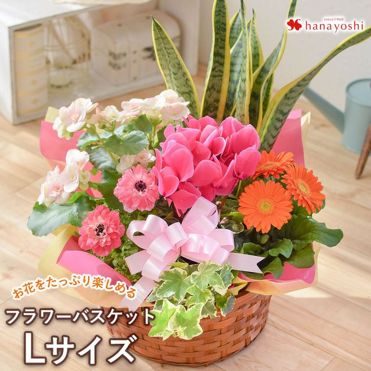 送料込み　アレンジ日本の 花の寄せ植えと　管理番号　16143 0000000008252_3HU0e6Q.jpg