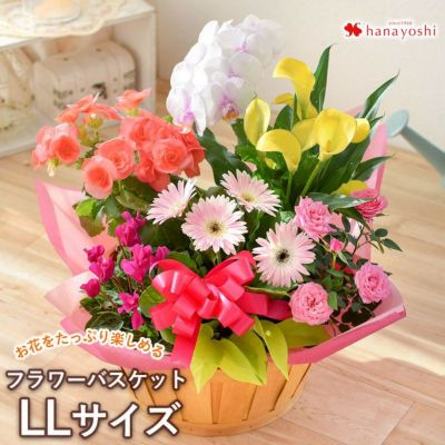 送料無料 季節のおまかせ花鉢とグリーンの寄せ入れ LLサイズ フラワーバスケット