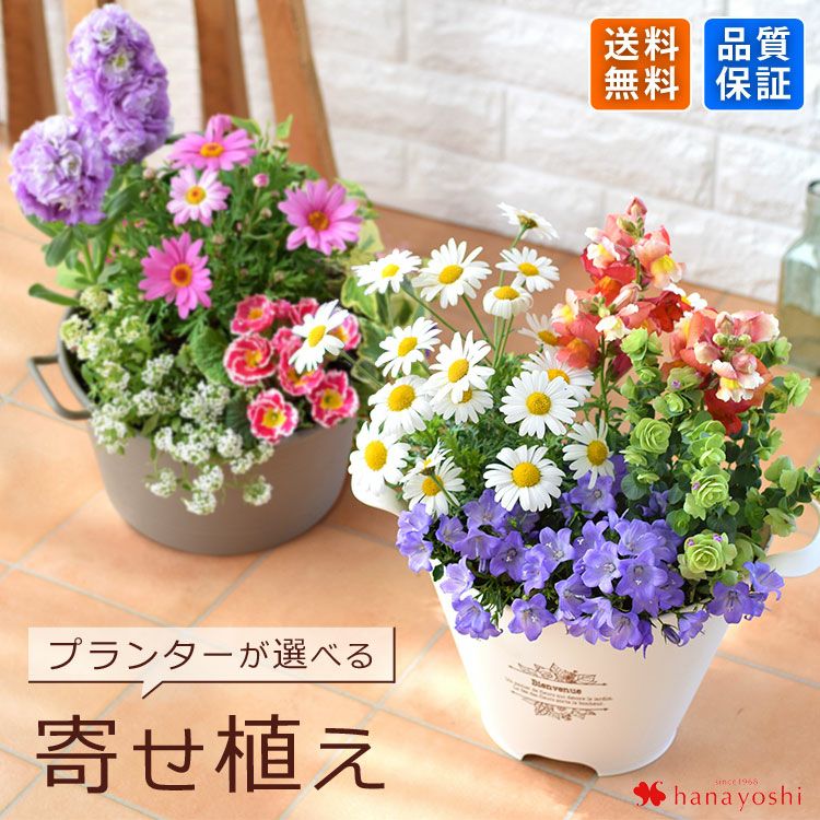 寄せ植え 花 季節のお花 12ポット 用土 鉢 付き ガーデニング