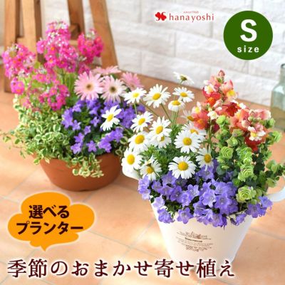 プランターが選べる 季節のおまかせ寄せ植えS | フラワーマーケット花