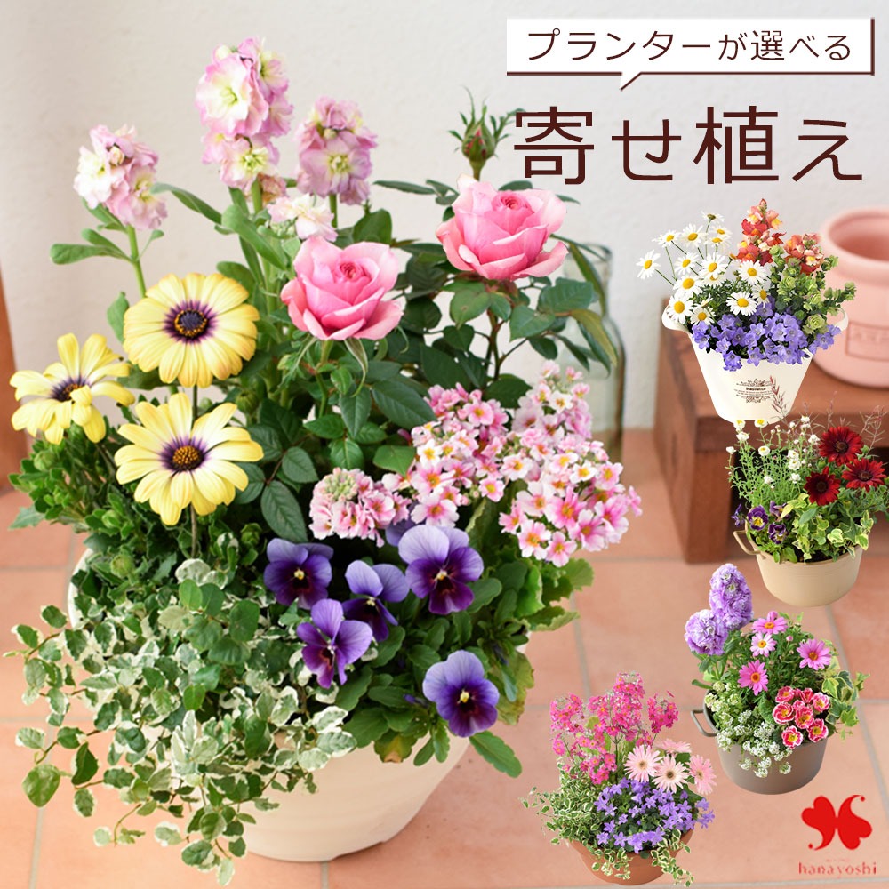 鉢よせセット一式一つ3500円三セット10000円