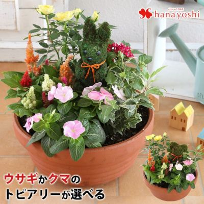 【寄せ植え】お花畑みたい♪トピアリーの寄せ植え
