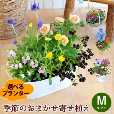 プランターが選べる 季節のおまかせ寄せ植えM カントリーガーデン | フラワーマーケット花由公式サイト