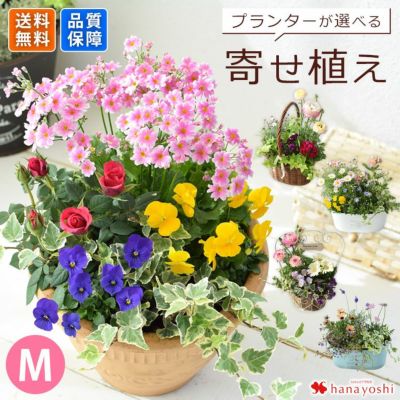 プランターが選べる♪季節のおまかせ寄せ植えM