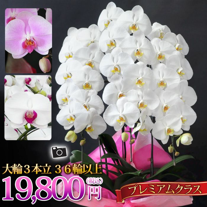 蘭 コチョウラン フラワーマーケット花由公式サイト