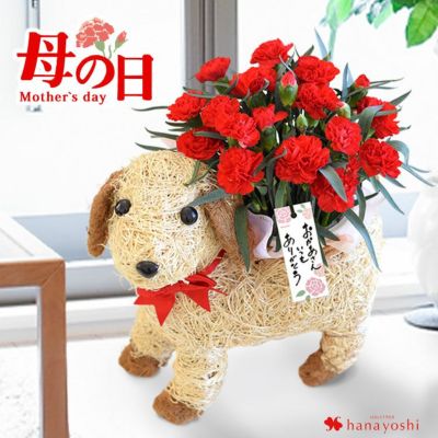 母の日 花鉢 2025 わんちゃんバスケット カーネーション 母の日 花鉢 2025 わんちゃんバスケット カーネーション