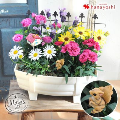 寄せ植え 花苗 フラワーマーケット花由公式サイト 寄せ植え 花苗 フラワーマーケット花由公式サイト