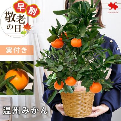 早割 敬老の日 2025 送料無料 実付でお届け 果樹inバスケット 温州みかん 美柑 蜜柑 6号鉢