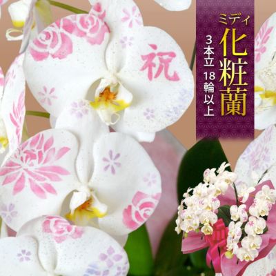 ミディ化粧蘭 ケショウラン コチョウラン 洋蘭＜３本立ち＞１８輪以上