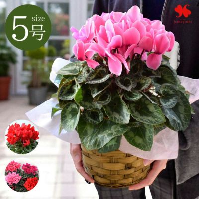 鉢植え シクラメン 5号鉢 ＜バスケット付＞ 【11月15日～12月25日のお届け】 送料無料