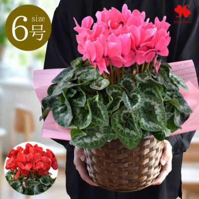 鉢植え シクラメン 6号鉢 ＜バスケット付＞ 【11月29日～12月25日のお届け】 送料無料