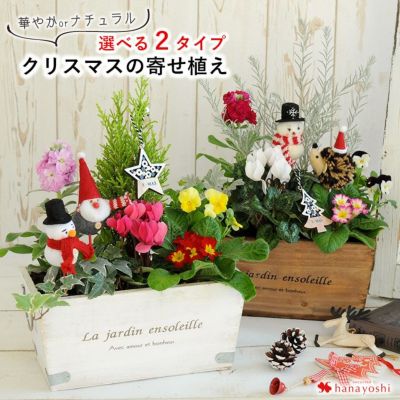 寄せ植え 花苗 フラワーマーケット花由公式サイト